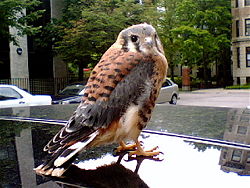 This juvenile American Kestrel is sitting on the roof of a parked car in downtown Boston.
