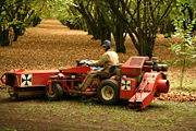 A sweeper makes its first pass as it centralises the material on the orchard floor