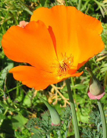 Image:California Poppy closeup.jpg