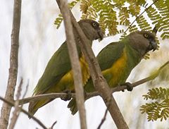 A pair of Senegal Parrots in AfricaPoicephalus senegalus