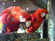 Scarlet Macaws. One is eating using a foot to hold a walnut, while the shell is broken with its beak.