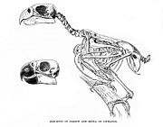 Skeleton of a parrot