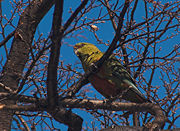 Most parrot species are tropical but a few species, like this Austral Parakeet, range deeply into temperate zones.