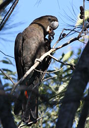 Glossy Black Cockatoo showing the parrot's strong bill, clawed feet, and sideways positioned eyes