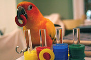 Sun conure parrot demonstrating parrots' puzzle-solving skills.