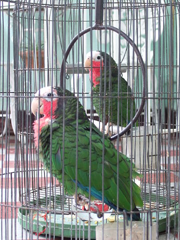 Image:Pet parrots in Cuba.jpg