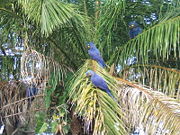 10,000 Hyacinth Macaws were taken from the wild for the pet trade in the 1980s.