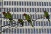 Feral Red-masked Parakeets in San Francisco.  The population is the subject of the book and film, The Wild Parrots of Telegraph Hill.
