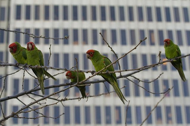 Image:Parrots of telegraph hill.jpg