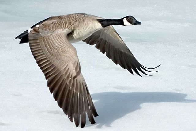 Image:Canada-Goose-Szmurlo.jpg