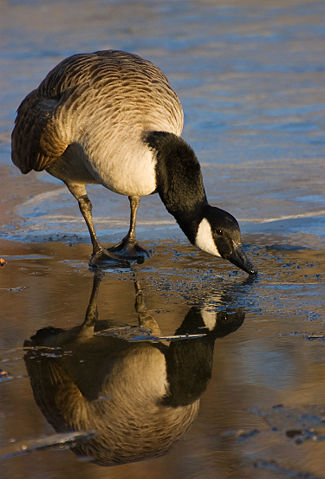 Image:Canada goose reflection 03.jpg