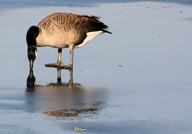 Image:Canadian Goose.jpg