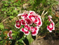 Dianthus flower from central Bosnia.
