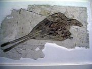Confuciusornis, a Cretaceous bird from China