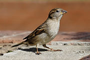 The range of the House Sparrow has expanded dramatically due to human activities.
