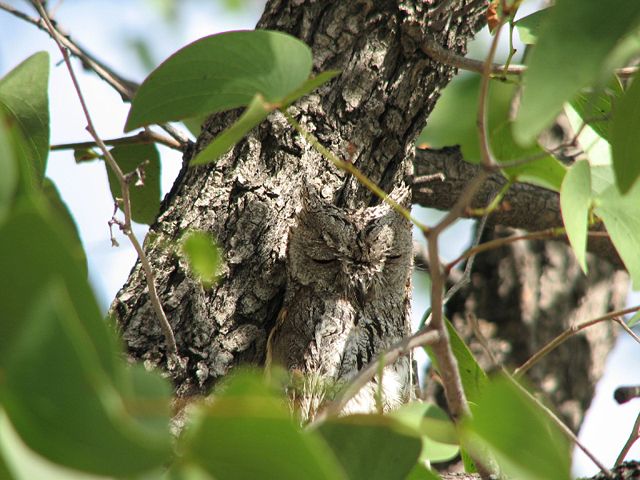 Image:African Scops owl.jpg