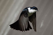 A Restless Flycatcher in the downstroke of flapping flight