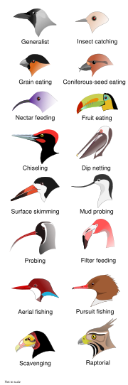 Feeding adaptations in beaks