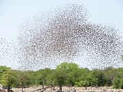 Red-billed Queleas, the most numerous species of bird, form enormous flocks—sometimes tens of thousands strong.