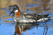 Red-necked Phalaropes have an unusual polyandrous mating system where males care for the eggs and chicks and brightly coloured females compete for males.