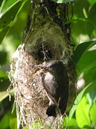 A female Seychelles Sunbird with arachnid prey attending its nest