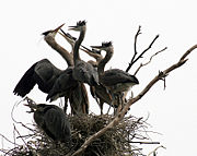Parents and chicksGreat Blue Heron,Ardea herodias at the nest
