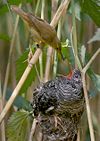 This Reed Warbler is raising the young of a Common Cuckoo, a brood parasite.