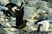 The South Polar Skua (left) is a generalist predator, taking the eggs of other birds, fish, carrion and other animals. This skua is attempting to push an Adelie Penguin (right) off its nest