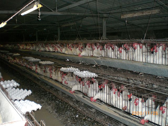 Image:Industrial-Chicken-Coop.JPG