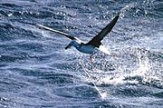 This Black-browed Albatross has been hooked on a long-line. This type of fishing threatens 19 of the 21 species of albatross, three critically so.