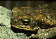 A Cane toad.