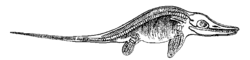 Historical Ichthyosaur illustration, 1863.