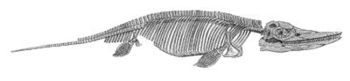 Drawing of an Ichthyosaur skeleton.