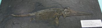 Fossil of a young Ichthyosaur from the zoological museum of Hamburg.