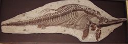 Ichthyosaur mounted skeleton (Charmouth Heritage Coast Centre).