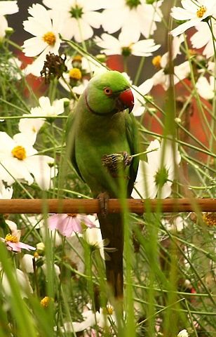 Image:Parrot bd.jpg