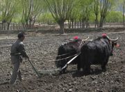Yaks are used to plough fields in parts of Asia.