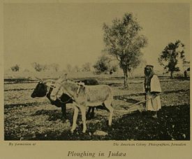 A farmer ploughs his fields in Judea, 1913.