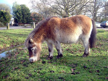 A miniature pony in the Forest.