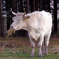 Cattle eating winter feed, Longdown Inclosure.
