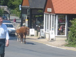 Ponies walking the streets in Burley.