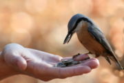 The Eurasian Nuthatch will visit feeders and can become quite tame