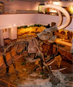 Mount of a Columbian Mammoth