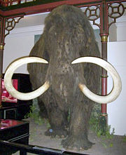 A full size reconstruction of a mammoth species, the woolly mammoth, at Ipswich Museum, Ipswich, Suffolk