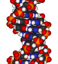 Space-filling diagram of a fragment of DNA