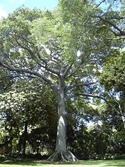 Kapok tree (Ceiba), the national tree of Puerto Rico