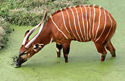 A Bongo drinks from a swamp.