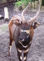 A Western Bongo's horns.