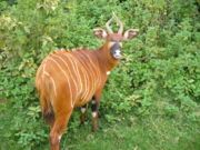 This female Eastern Bongo is presenting her hindquarters while looking over her shoulder to check for threats at Mt. Kenya Wildlife Conservancy.