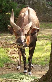A male Bongo eating grass at Louisville Zoo.